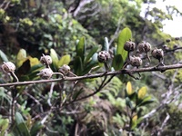 Trematolobelia kauaiensis