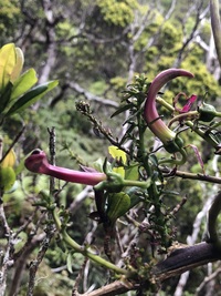 Trematolobelia kauaiensis
