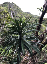 Trematolobelia kauaiensis