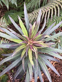 Trematolobelia kauaiensis
