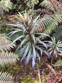 Trematolobelia kauaiensis