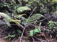 Trematolobelia kauaiensis