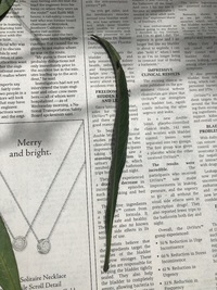 Trematolobelia kauaiensis
