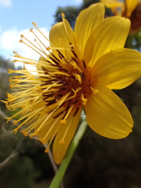 Bidens cosmoides