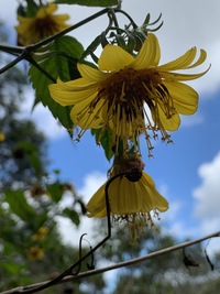 Bidens cosmoides