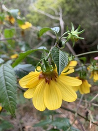 Bidens cosmoides
