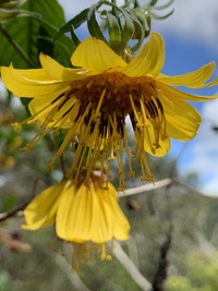 Bidens cosmoides