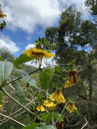 Bidens cosmoides