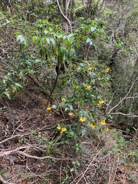 Bidens cosmoides