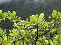 Gardenia remyi