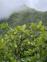 Gardenia remyi