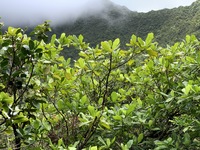 Gardenia remyi