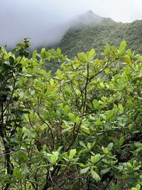 Gardenia remyi