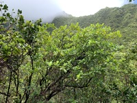 Gardenia remyi