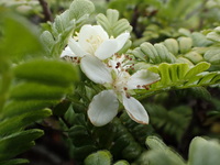 Osteomeles anthyllidifolia