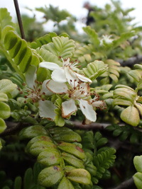 Osteomeles anthyllidifolia