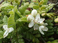 Osteomeles anthyllidifolia
