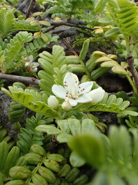 Osteomeles anthyllidifolia