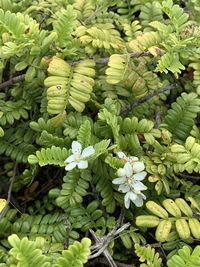 Osteomeles anthyllidifolia