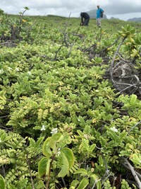 Osteomeles anthyllidifolia