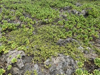 Osteomeles anthyllidifolia