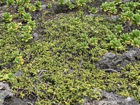 Osteomeles anthyllidifolia
