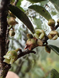 Diospyros sandwicensis