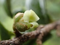 Diospyros sandwicensis