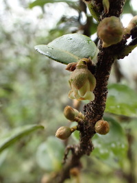 Diospyros sandwicensis