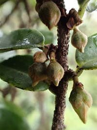 Diospyros sandwicensis
