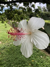 Hibiscus waimeae subsp. waimeae