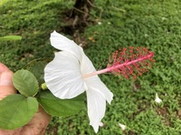Hibiscus waimeae subsp. waimeae