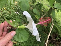 Hibiscus waimeae subsp. waimeae