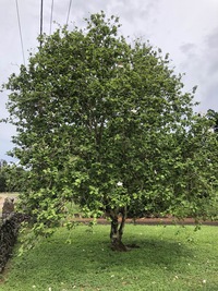 Hibiscus waimeae subsp. waimeae