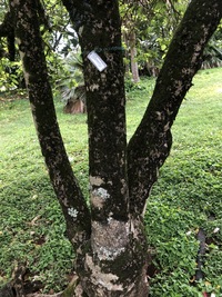 Hibiscus waimeae subsp. waimeae