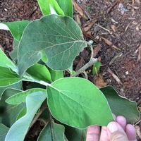 Distephanus populifolius
