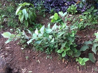 Distephanus populifolius