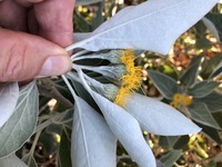 Distephanus populifolius