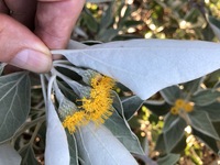 Distephanus populifolius