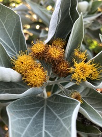 Distephanus populifolius