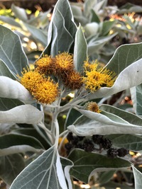 Distephanus populifolius