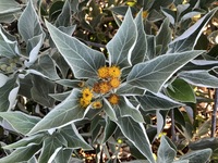 Distephanus populifolius