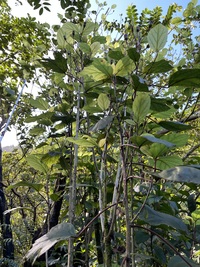 Hibiscus waimeae subsp. hannerae