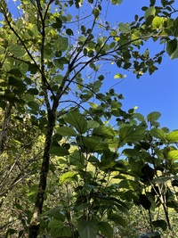 Hibiscus waimeae subsp. hannerae