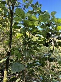 Hibiscus waimeae subsp. hannerae