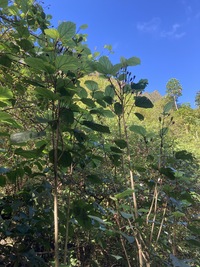 Hibiscus waimeae subsp. hannerae