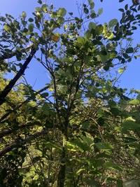 Hibiscus waimeae subsp. hannerae