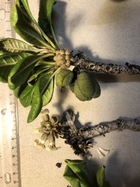 Pittosporum napaliense