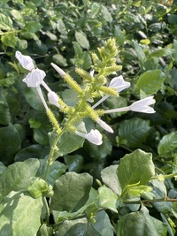 Plumbago zeylanica