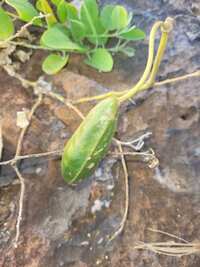 Capparis sandwichiana